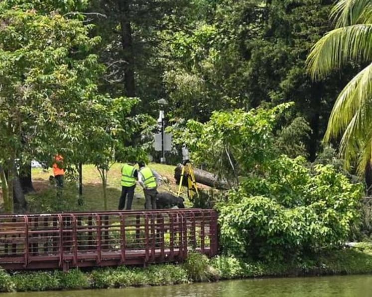 No external signs of termite infestation in tree that pinned jogger in Marsiling Park, killing her: Coroner