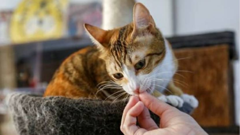 Kafe Ailuromania di Dubai bantu carikan tuan, kediaman baru bagi kucing terbiar Kafe Ailuromania di Dubai bantu carikan tuan, kediaman baru bagi kucing terbiar