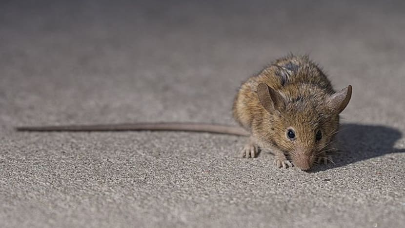 Jijik! Tikus dalam mesin makanan di sekolah