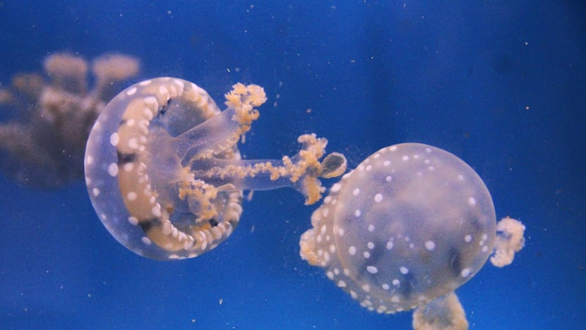 More than 500 babies born at S.E.A. Aquarium since last October