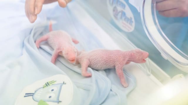 香港大熊猫“盈盈” 高龄产下龙凤胎