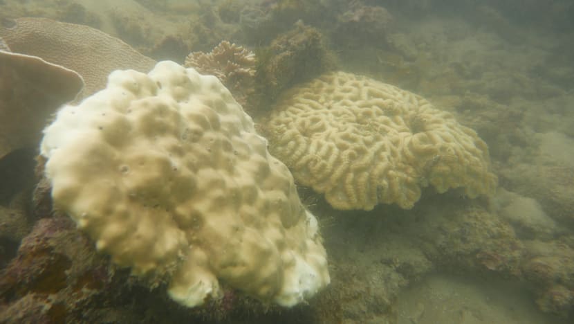 Coral bleaching forces closure of Sisters’ Island dive trails