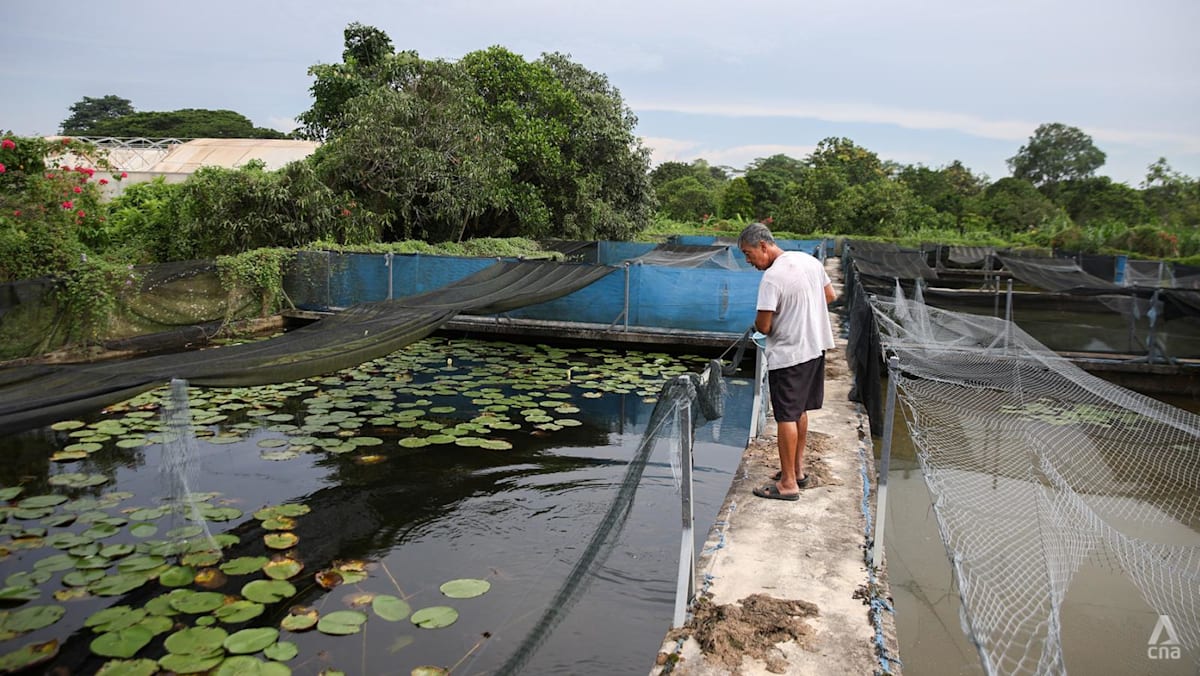Three farms affected by Lim Chu Kang land-use changes seek lease extensions as expiry dates draw near