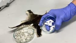 Related article image