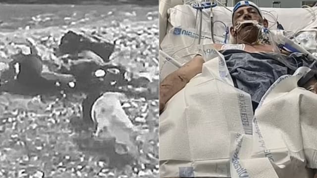 美国男子遭五只比特犬撕咬致死 狗主人父子被控过失杀人