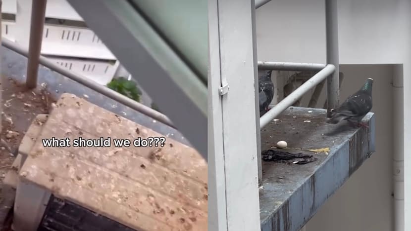 First-Time Homeowner Bought A Resale Flat Then Found A Pigeon-Infested Air-Con Ledge; Now The Birds Have Laid Eggs