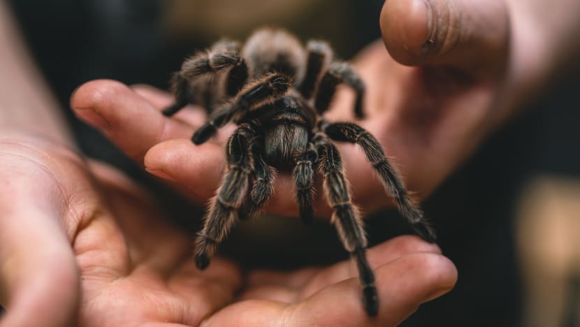 Man charged with importing and keeping over a dozen tarantulas in Bedok flat