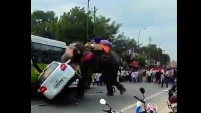 参与游行突发狂失控  印度载人大象冲撞压扁车