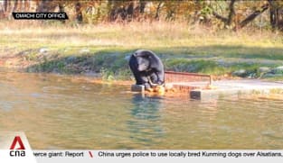 Japan bear attacks: 13 deaths reported this year, prompting emergency measures 