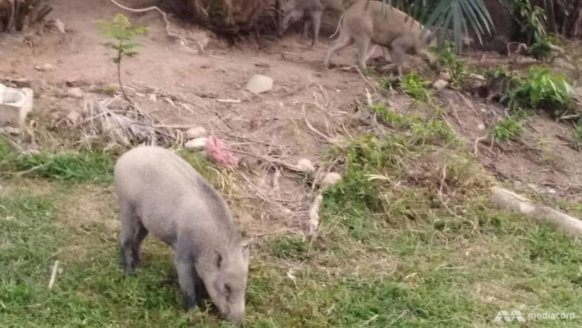 Wild boar sightings in Punggol not uncommon but rarely a problem: Residents 