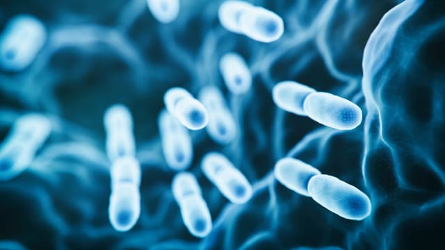 研究：细菌感染是全球第二大杀手 仅次缺血性心脏病