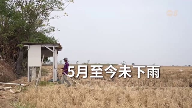 焦点 | 印尼农民打井救稻田 收成仍减半
