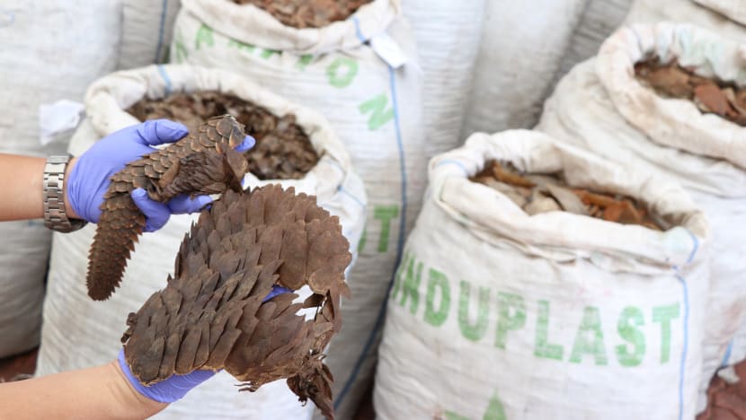 Rising affluence and cultural beliefs driving illegal wildlife trade in Southeast Asia: NGO