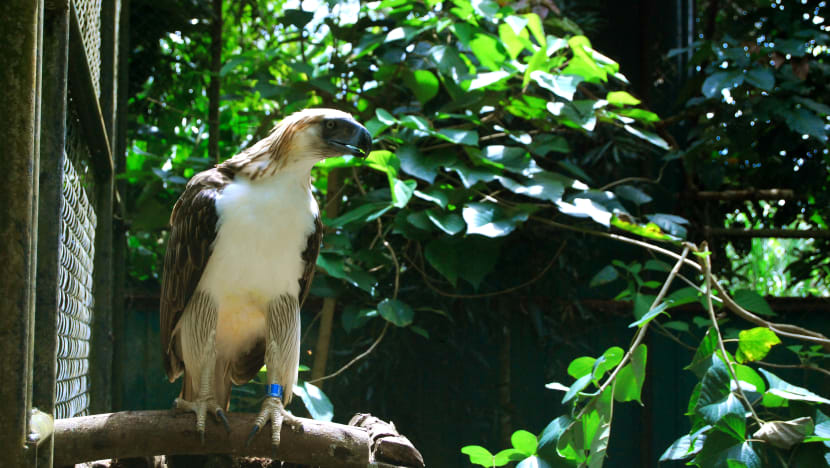 One of world’s rarest eagles to land at Jurong Bird Park this year