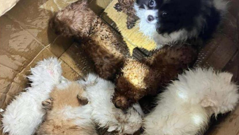 Jail for man, 20, who smuggled 8 puppies from JB into Singapore; 6 died in modified car fuel tank Jail for man, 20, who smuggled 8 puppies from JB into Singapore; 6 died in modified car fuel tank