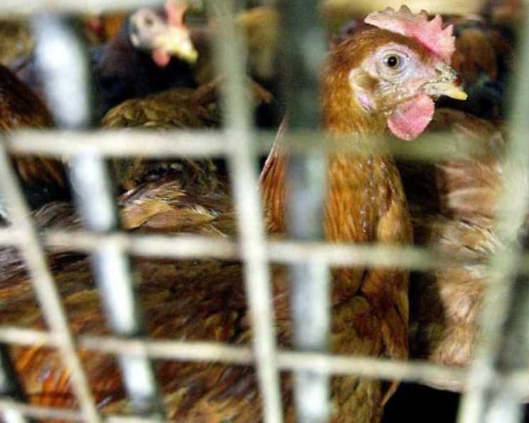 SFA working to minimise impact on supply after Malaysia curbs export of chickens