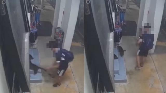 疑似对猫猥亵 警方已逮捕涉案少年