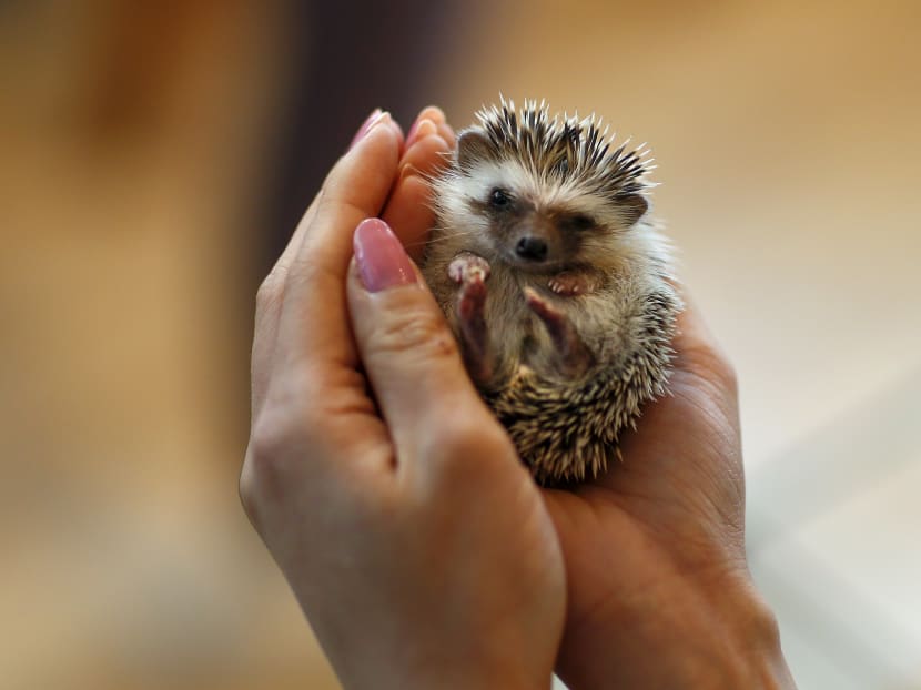 Gallery: Japanese line up to cuddle hedgehogs - carefully