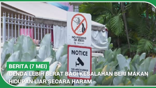 BERITA (7 Mei) | Denda lebih berat bagi kesalahan beri makan hidupan liar secara haram