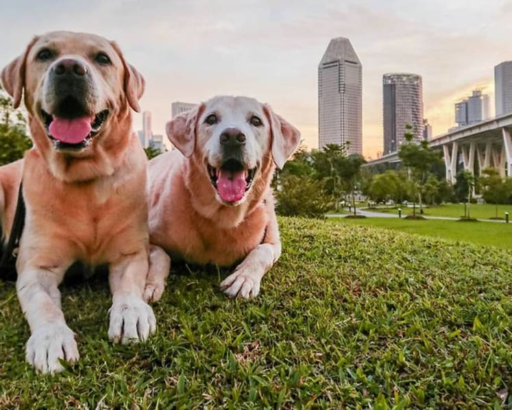 Professional tips to take better photos of your pet on your phone