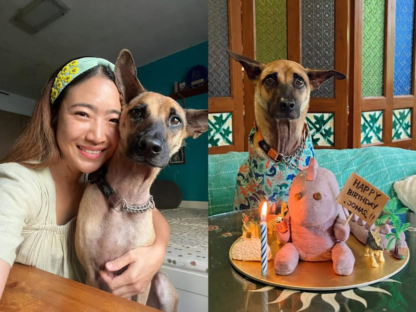 What do Singapore chefs' dogs eat? Organic quinoa, homemade ice cream and three-layer cakes, that's what