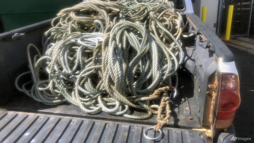 Search on for humpback whale entangled in debris off Hawaii
