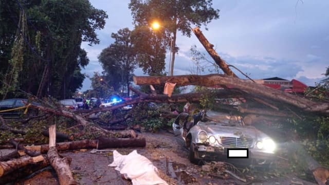 大树倒下压扁汽车 马国男子遭压死孩子幸存