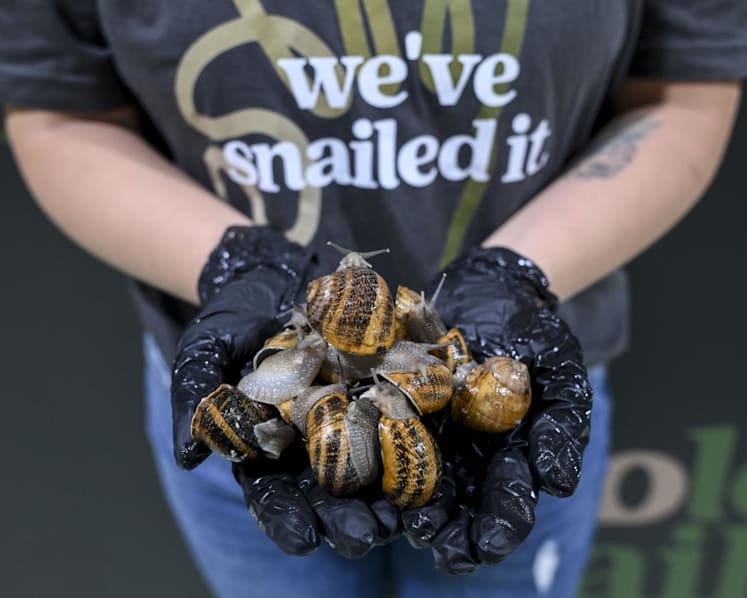 'Expressive with their eye stalks': The art of raising happy snails at Singapore’s first such commercial farm