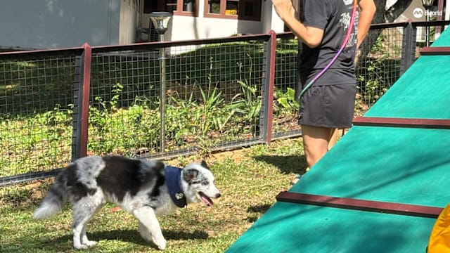 带宠物度宅假放松心情 周末需求强劲