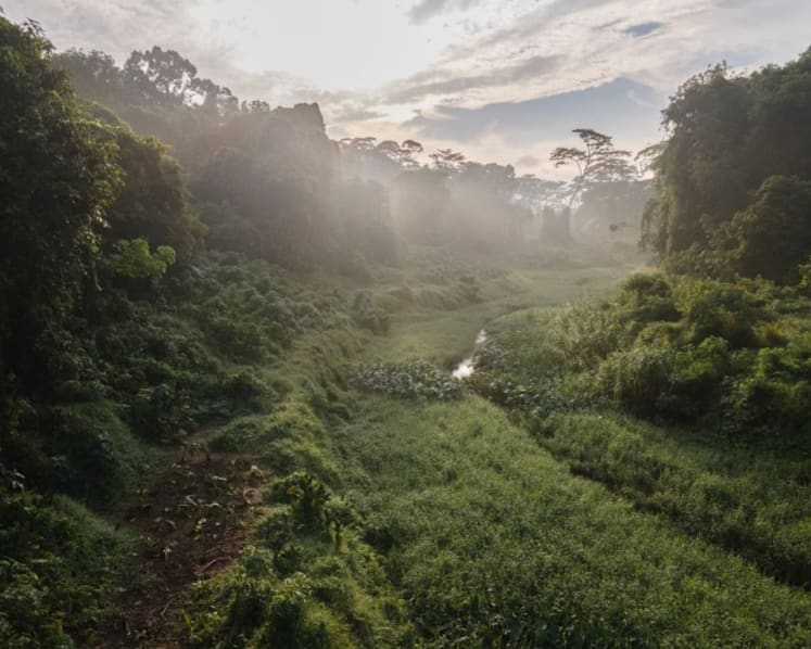 Commentary: Save forests or build 4-rooms? It’s not a zero-sum game