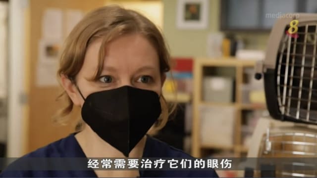 候鸟迁徙屡撞墙 纽约志愿者出手拯救