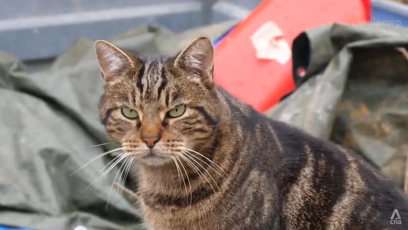 Abandoned animals in need of shelter, more people seeking support amid economic gloom in France