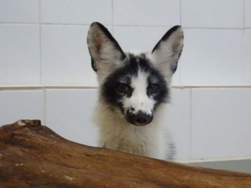 The wild fox gained 4kg during its time at Ocean Park. Photo: Ocean Park via SCMP