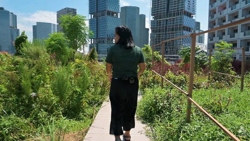 From Singapore to Hong Kong, how urban farming can help tackle food waste — but is it enough? From Singapore to Hong Kong, how urban farming can help tackle food waste — but is it enough?