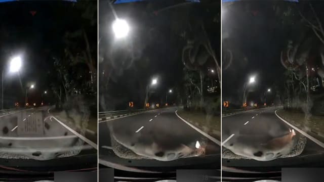 司机克兰芝快速公路减速避让水鹿 下一秒意外撞上另一只鹿