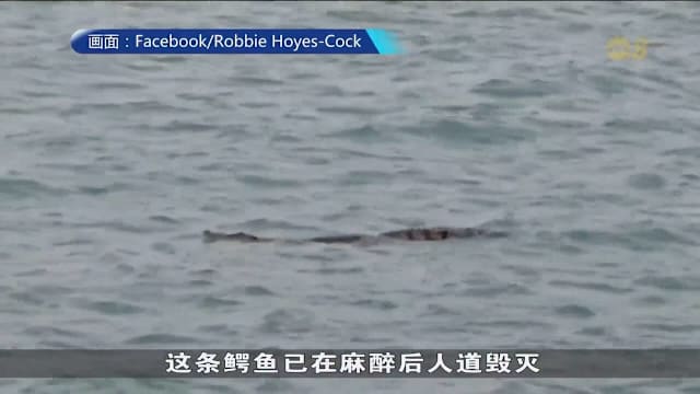 圣淘沙附近水域现鳄鱼 国家公园局捕获后安乐死