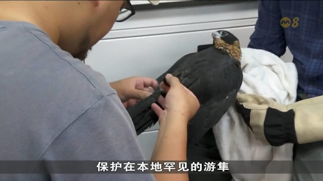 游隼雏鸟获救后装蓝牙追踪器放归自然