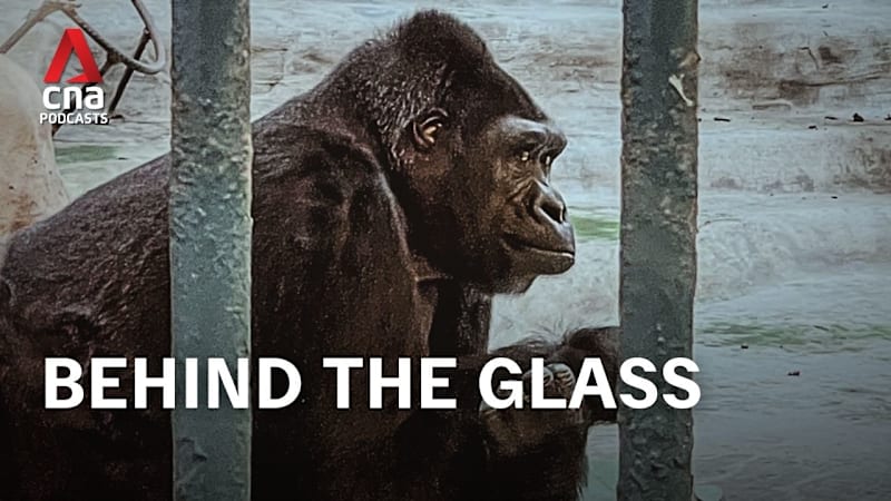 CNA Special - Bangkok’s Loneliest Gorilla: A mall for a home (Part 1)