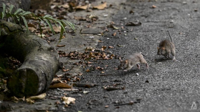 NEA to tighten enforcement to reduce risk of rat infestations after spike in lapses in 2024 NEA to tighten enforcement to reduce risk of rat infestations after spike in lapses in 2024