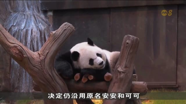 中国大陆赠港大熊猫安安和可可 与香港公众见面