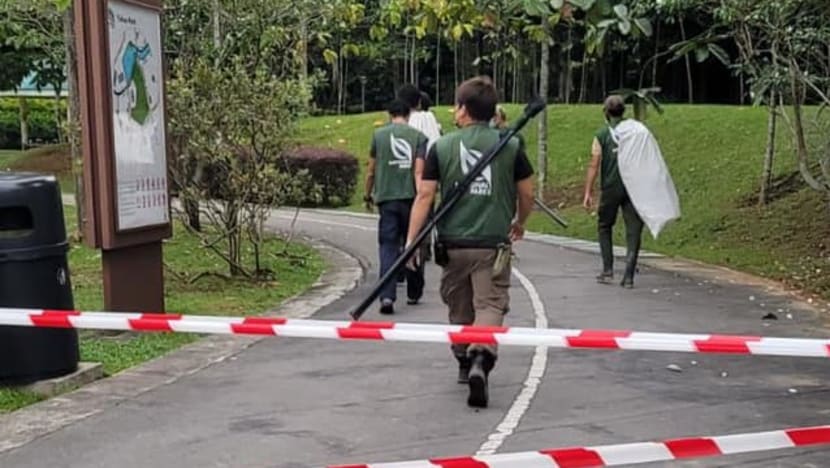 Wild boar that injured some people earlier this month in Yishun caught and culled Wild boar that injured some people earlier this month in Yishun caught and culled
