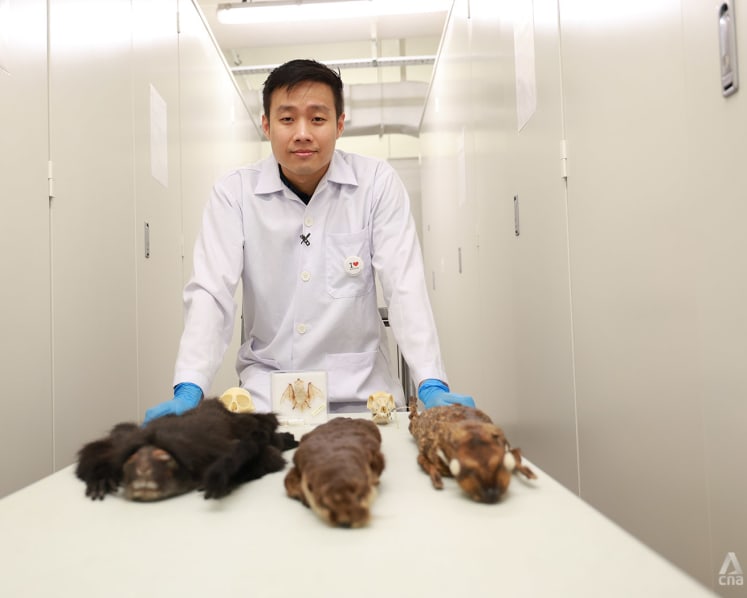 From 100-year-old carcasses to recent roadkill, this museum curator looks after them all | Video