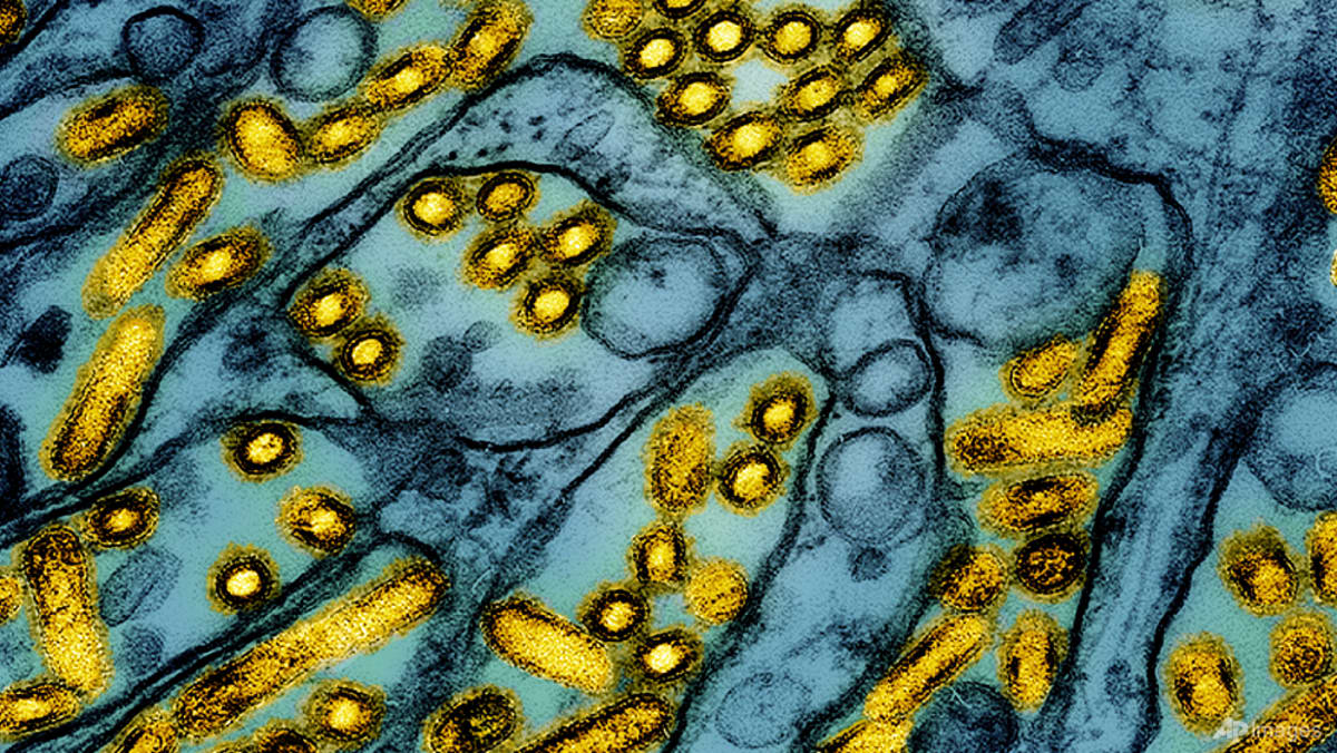 New Zealand confirms first H5N1 bird flu case in native bird