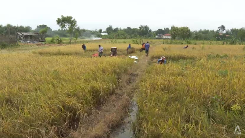 Indonesia is Southeast Asia’s top rice producer, but fall in farmer numbers threatens viability