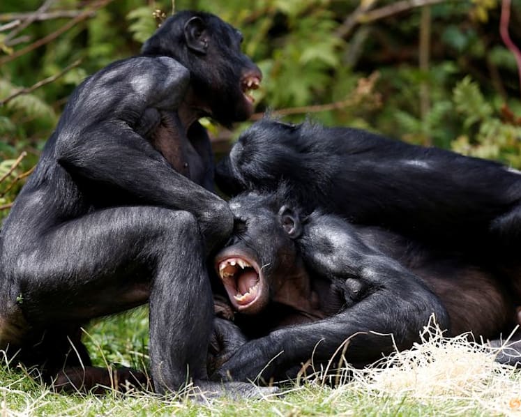 Are bonobos truly the peaceful counterparts to chimps? New study says no