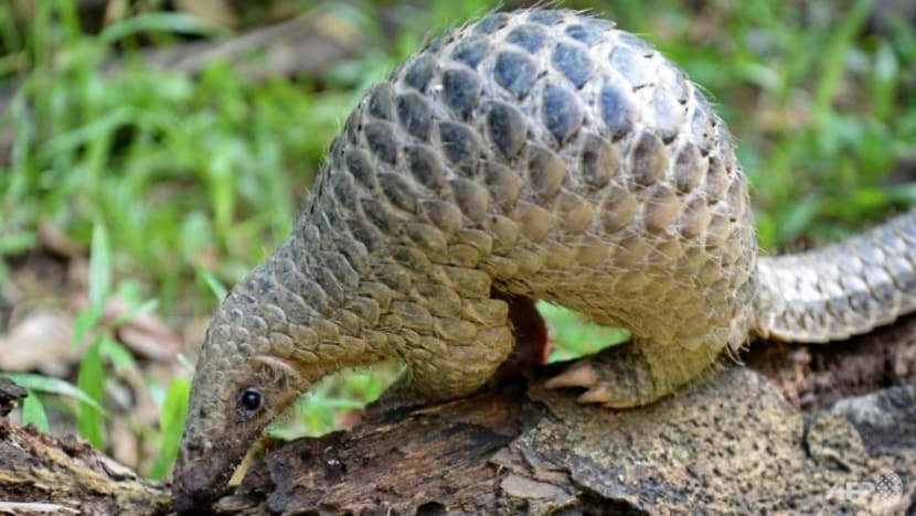 Man fined for picking up pangolin and placing it in another reservoir for 'safety' from ants Man fined for picking up pangolin and placing it in another reservoir for 'safety' from ants