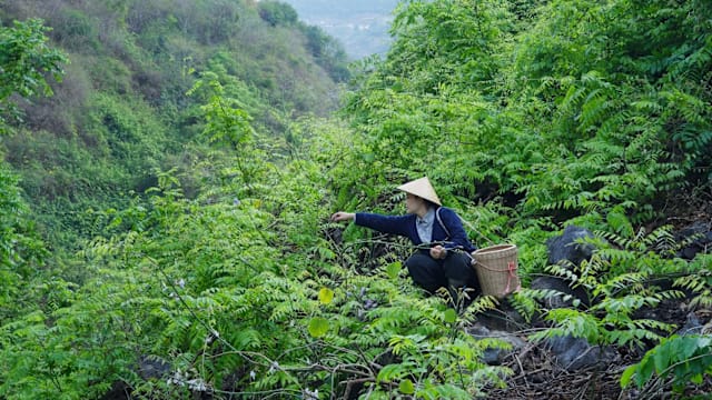 中国年轻人向往乡村慢生活 专家：社媒滤镜下仍有现实差距