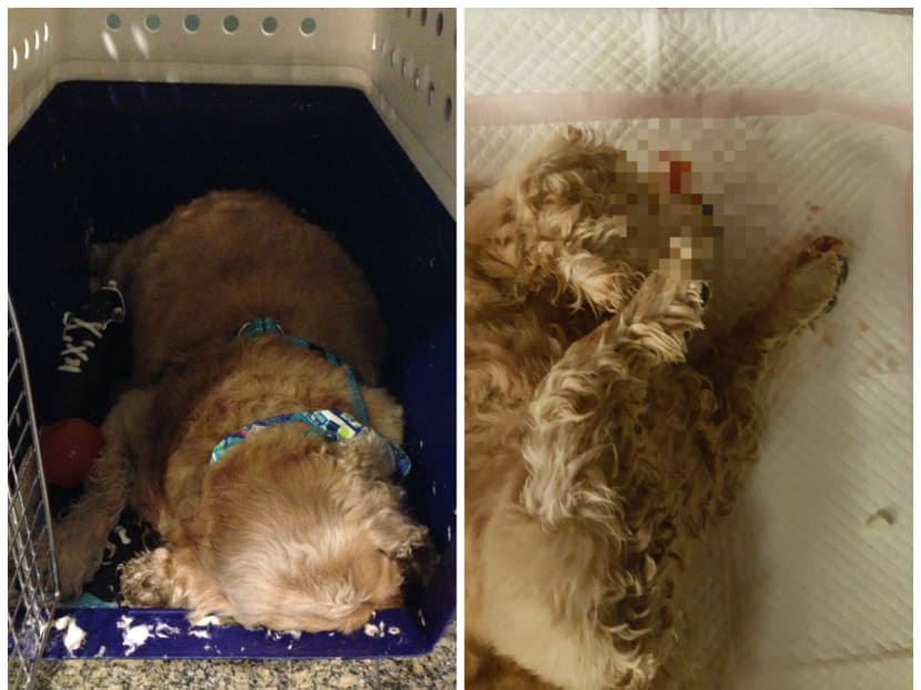 A Singaporean family newly relocated to Vietnam have alleged that Singapore Airlines caused their dog’s death two Saturdays ago, and said they had filed a police report to take the airline to task for apparent negligence. Photo: Facebook screencap via Shabana Mary Kuruvilla