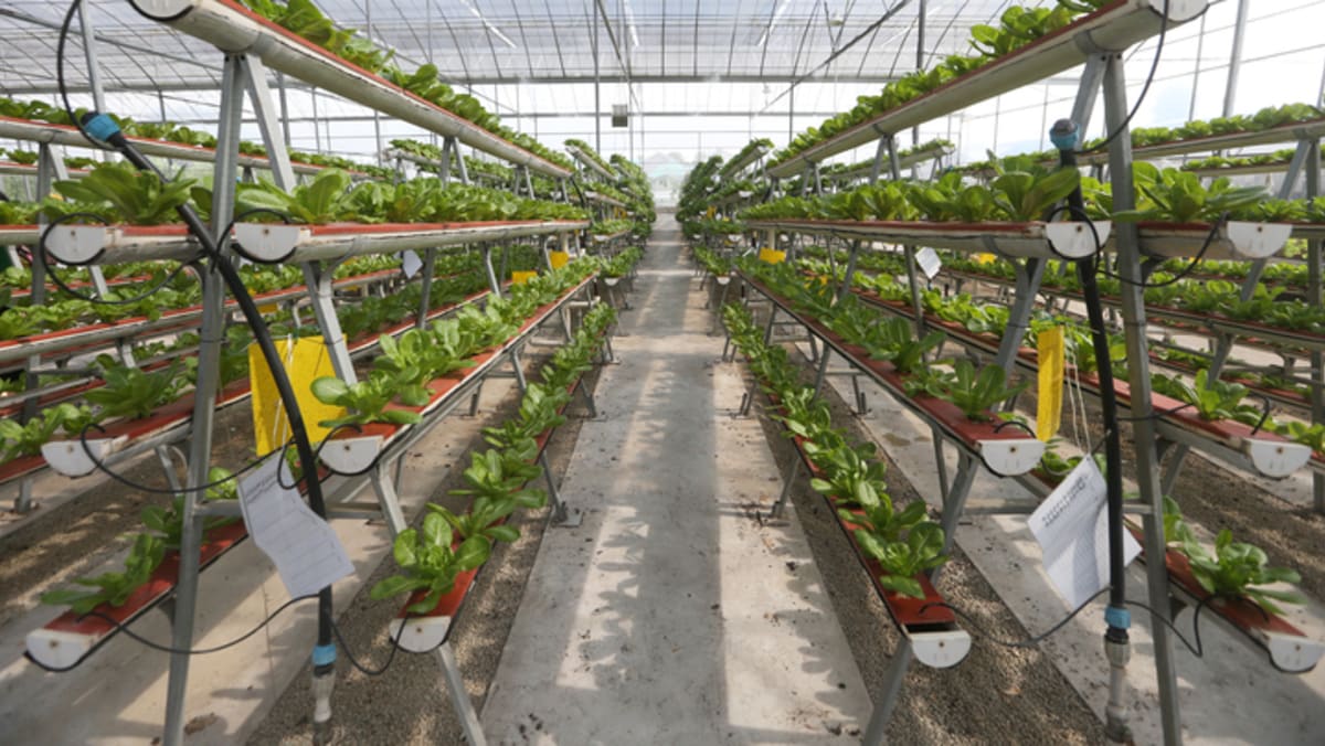 Revised food production targets balance 'ambition and pragmatism', says Zaqy Mohamad