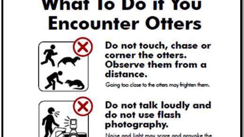 Angler who was allegedly baiting otters identified: ACRES